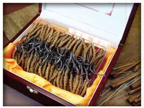 汾西冬虫夏草回收